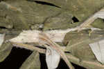 Common wormwood 